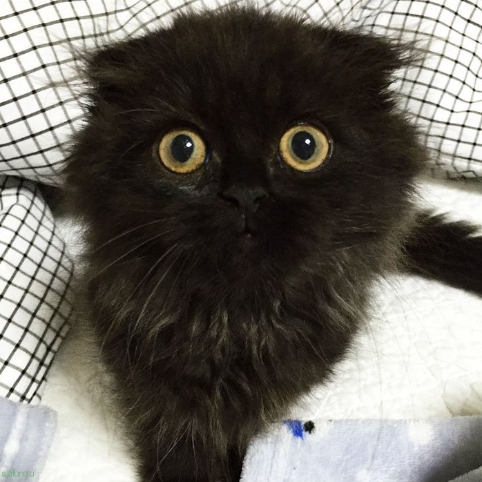 16 умилительных фото кота Джимо. От этих глаз невозможно оторваться!
