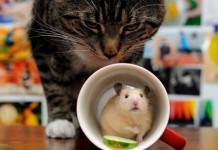 Прикольные картинки ))) # 08.03.2016