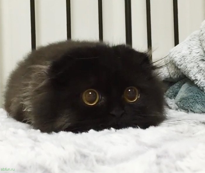 16 умилительных фото кота Джимо. От этих глаз невозможно оторваться!