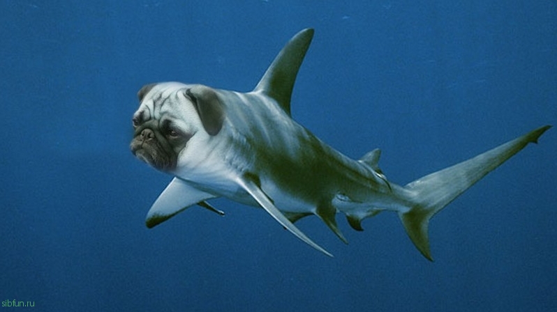 Рассекречены фото редких несуществующих животных, спасённых в Японском море!