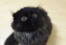 16 умилительных фото кота Джимо. От этих глаз невозможно оторваться!