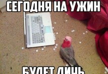 Отличный юмор в фотографиях