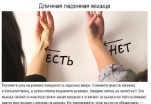 Доказательства, которые свидетельствуют что мы произошли от животных