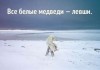 Любопытные факты о медведях