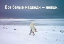 Любопытные факты о медведях