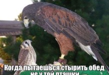 Веселые картинки