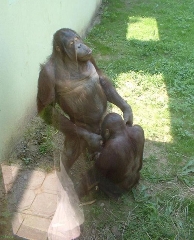 20 смешных случаев, когда поход в зоопарк не оправдал ожидания