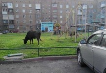 Только в России