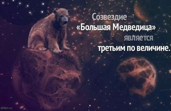 Любопытные факты о медведях