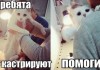 Приколы в картинках