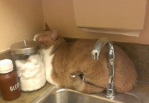 20 животных, которые не хотят лечиться