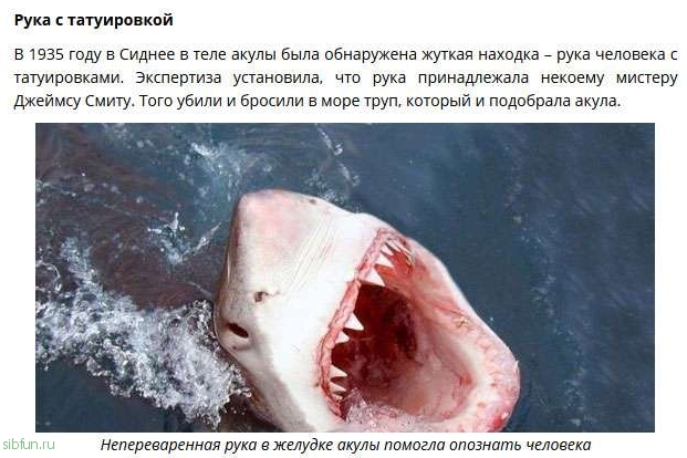 Находки в желудках акул