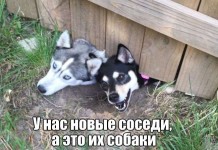 Фотографии с юмором и приколами