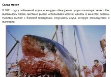 Находки в желудках акул