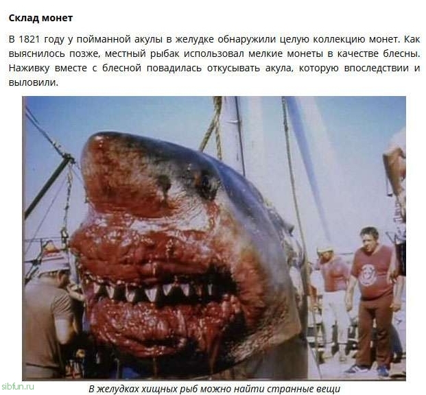 Находки в желудках акул