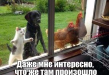 Забавные фото приколы