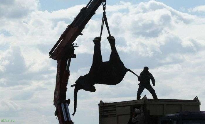 Как перевозят слонов в Африке