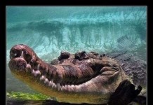 Интересные факты о крокодилах