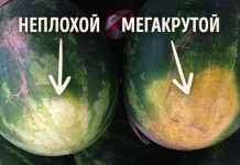 Как правильно выбрать хороший арбуз