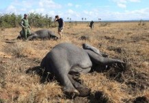 Как перевозят слонов в Африке