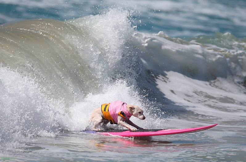 Surf City – ежегодный конкурс по серфингу для собак в Калифорнии