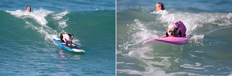 Surf City – ежегодный конкурс по серфингу для собак в Калифорнии