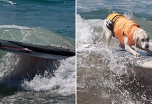 Surf City – ежегодный конкурс по серфингу для собак в Калифорнии