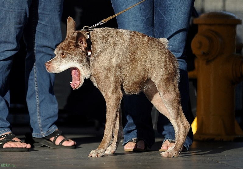 В Штатах завершился конкурс самых некрасивых собак