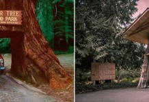 Уникальные тоннели через гигантские секвойи в Америке