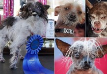 В Штатах завершился конкурс самых некрасивых собак