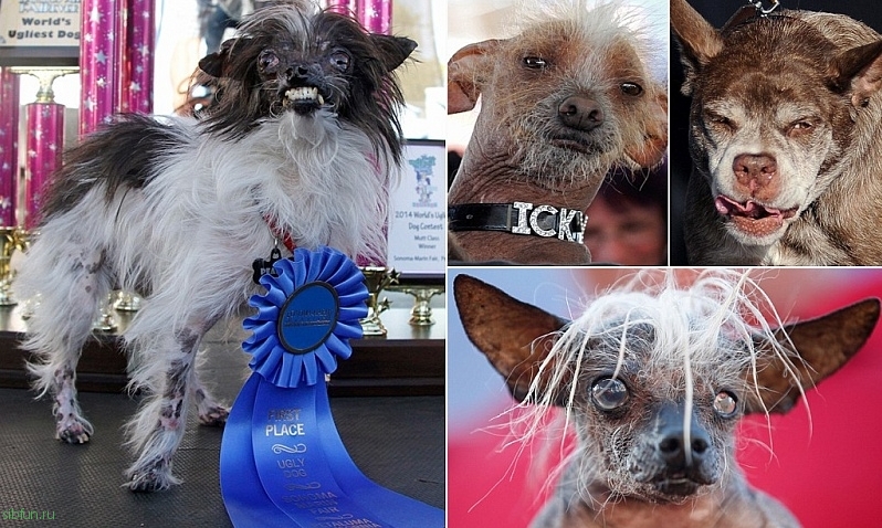 В Штатах завершился конкурс самых некрасивых собак