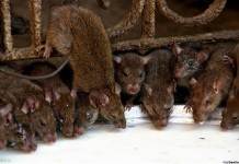 Карни Мата: Храм Крыс в Раджастхане