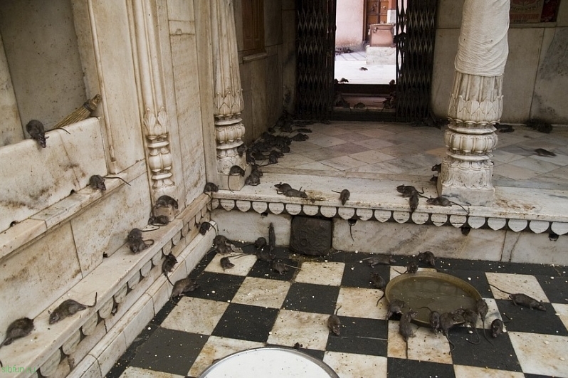 Карни Мата: Храм Крыс в Раджастхане