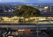 История 700 летнего дерева в Японии