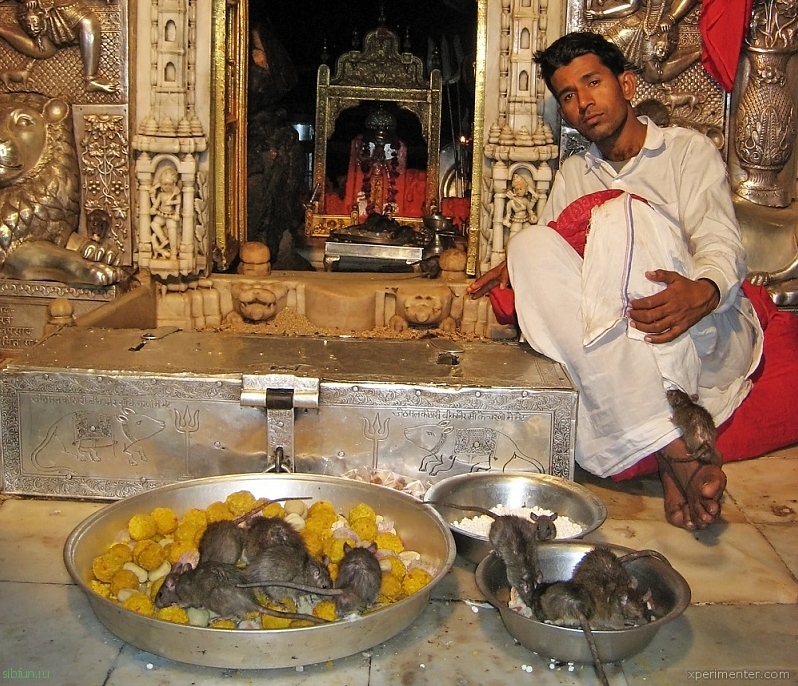 Карни Мата: Храм Крыс в Раджастхане