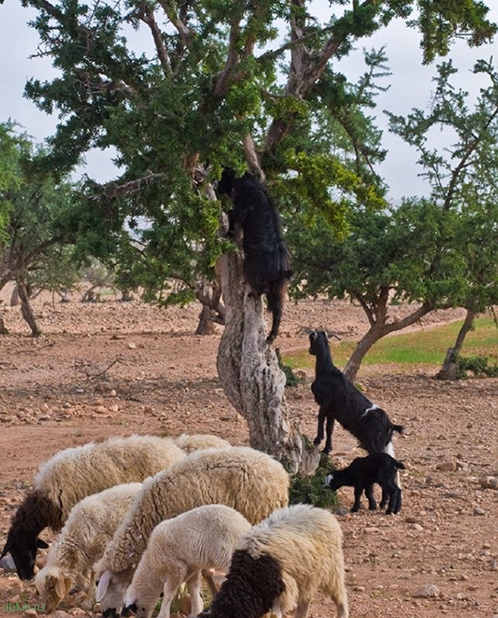 Козы на деревьях в Марокко