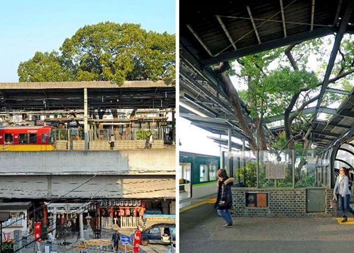 История 700 летнего дерева в Японии