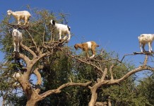 Козы на деревьях в Марокко