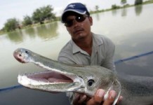 Эти существа живут рядом с нами