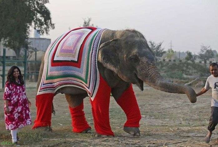 В Индии спасают слонов от холода