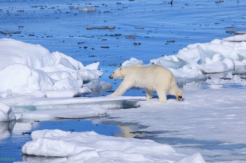Фотопутешествие в Арктику