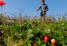 Необычные огороды жителей Швеции