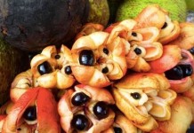 Интересные и удивительные факты о фруктах