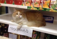 Забавные надписи