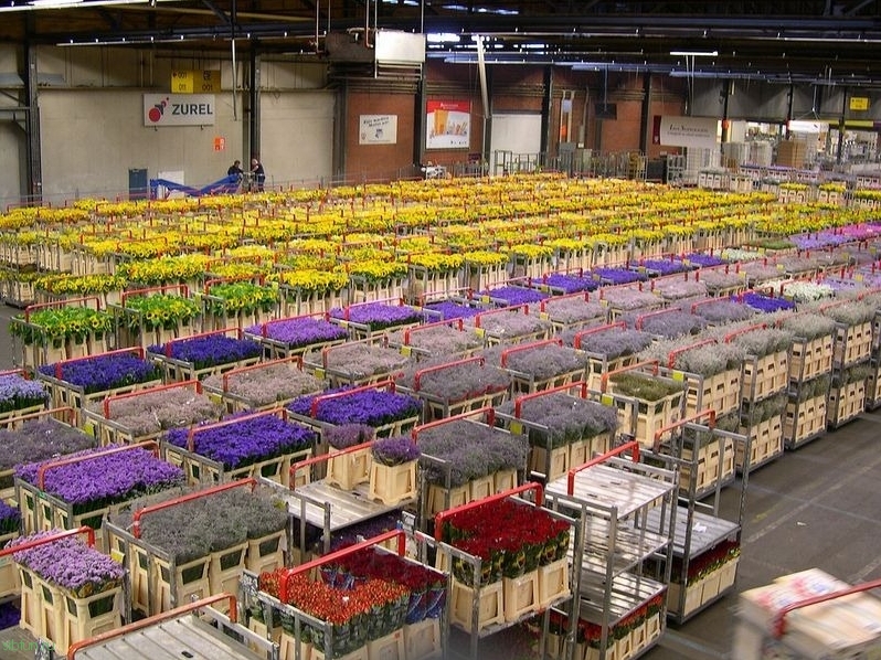 Цветочный аукцион Verenigde Bloemenveilingen Aalsmeer в Нидерландах