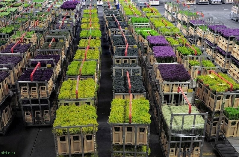 Цветочный аукцион Verenigde Bloemenveilingen Aalsmeer в Нидерландах