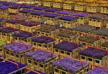 Цветочный аукцион Verenigde Bloemenveilingen Aalsmeer в Нидерландах