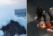 Рискованная охота за ракушками «Гусиная шея» в Испании