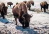 Энтузиасты в США отказываются от современных удобств, чтобы пожить и охотиться как индейцы
