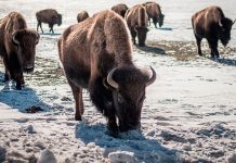 Энтузиасты в США отказываются от современных удобств, чтобы пожить и охотиться как индейцы